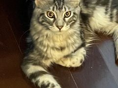 -十年猫舍·猫咪专门店(普陀店)