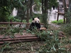 -成都大熊猫繁育研究基地