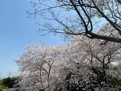 -嘉定紫藤园