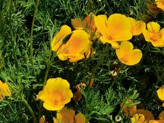 -国家植物园南园