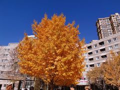 -辽宁大学(崇山校区)