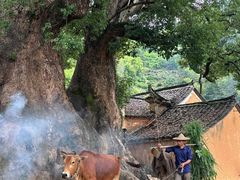 -杨家堂村