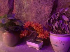 -醉小酒馆·川菜·江湖菜·重庆菜(观音桥旗舰店)