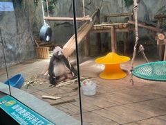 -深圳野生动物园