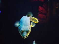 -暹罗海洋世界
