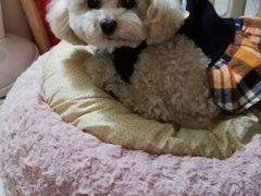 -宠颐生嘉德动物医院
