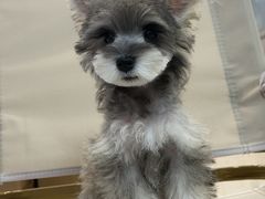 -翊宠yipet猫狗购宠庄园犬舍•猫舍