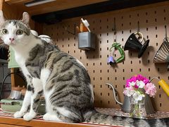 -纳吉亚猫专科动物医院·北北分院