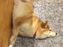 -柴务处·柴犬主题狗咖