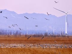 -野鸭湖国家湿地公园
