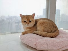 -共舞时光猫咖·狗咖(新街口店)
