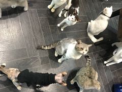 -猫色咖啡·猫咖