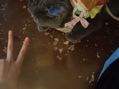 -猫猫幼稚园·撸猫·桌游·电玩