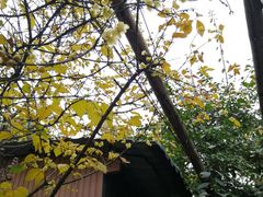 -三圣花乡旅游区