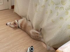 -宠颐生动物医院·心脏科·保险定点(锦阳分院)