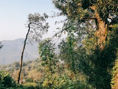 -南山植物园