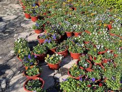 -龙大花卉苗木市场