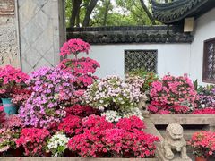 -上海醉白池公园