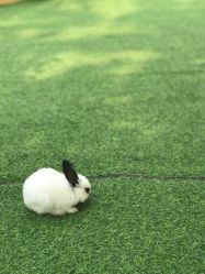 -萌宠亲子动物乐园(槐房万达店)