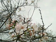 -天适樱花悠乐园