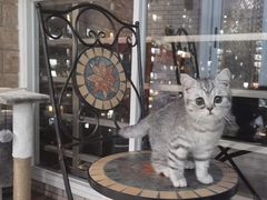 -瑞派动物医院·猫专科·至诚(江南中分院)