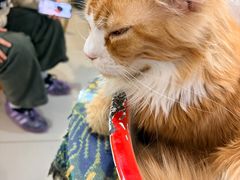 -平行世界·猫咖(首经贸店)