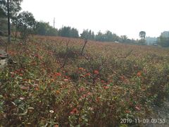 -田园东方蜜桃村的田野营地