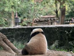 -都江堰中华大熊猫苑