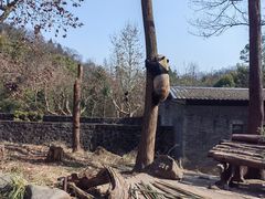 -都江堰中华大熊猫苑