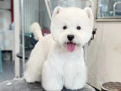 -萌宠之家·腊肠犬·马尔泰·小体犬舍