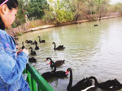 -长兴太湖图影湿地文化园