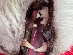 -派特宠物医院(圆融广场店)