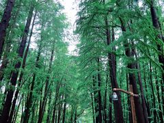 -上海共青森林公园