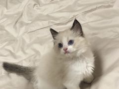 -糯米喵星人总部直营旗舰店·猫舍·幼猫出售