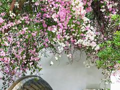 -深圳国际园林花卉博览园