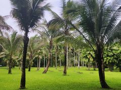 -中国科学院西双版纳热带植物园