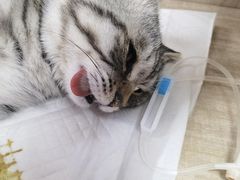 -北京观赏动物医院·24小时大型综合·猫专科·异宠专科