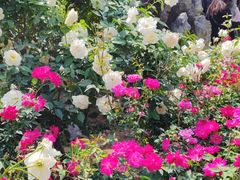 -人民公园(罗湖区)