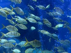 -太平洋海底世界