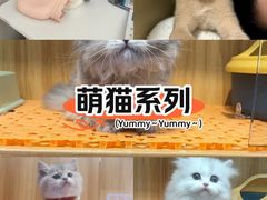 -欣宠猫屋·矮脚拿破仑·蓝金金渐层