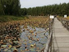 -白渔泡湿地公园
