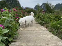 -靖西鹅泉风景区