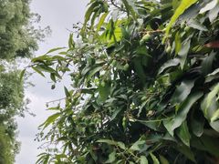 -枫香湖儿童公园