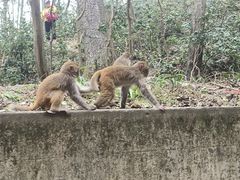 -黔灵山公园