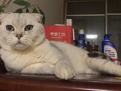 -艾贝尔宠物医院·24H转诊中心·肿瘤猫专科(江宁双龙店)