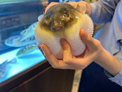 -肆月河豚·淮扬菜·湘菜(华天店)