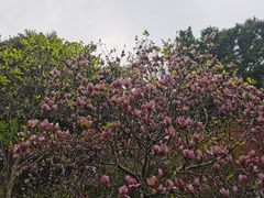 -乌山风景区