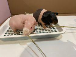 -Moni星球萌宠·小马宝莉·灵蛇·高端高阶全萌宠互动体验俱乐部(红豆国际广场店)