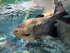 -上海海洋水族馆
