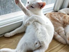 -Heymao猫咖.咖啡厅(东门店)
